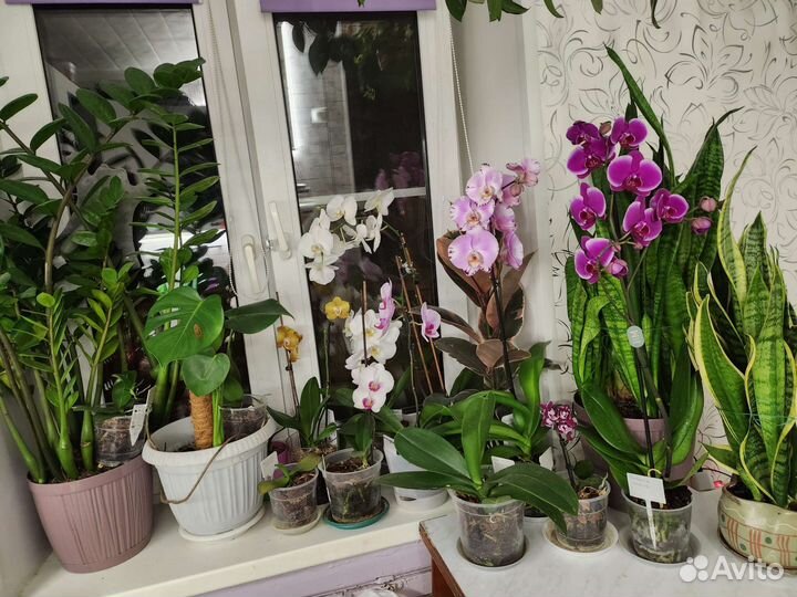 Орхидеи