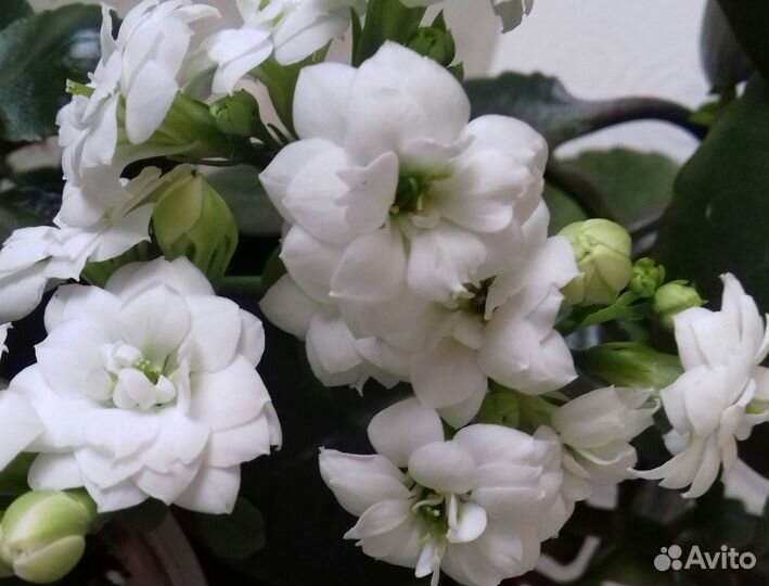 Каланхоэ белое махровое