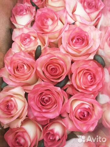 Букеты из роз 15-101 роза Свежая