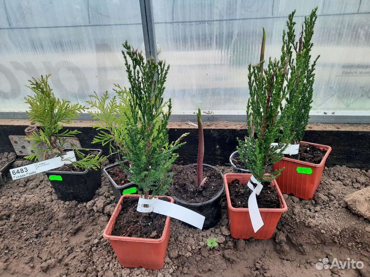 Растения для сада