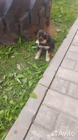 Продаются щенки