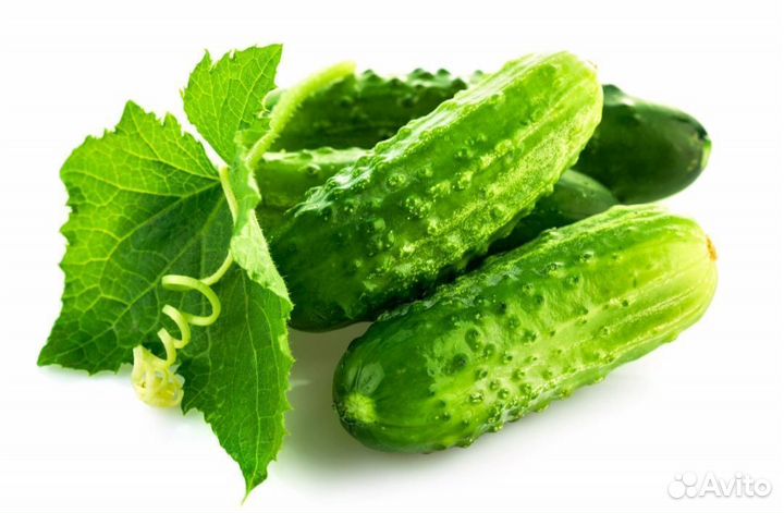 Упаковщик (ца) овощей