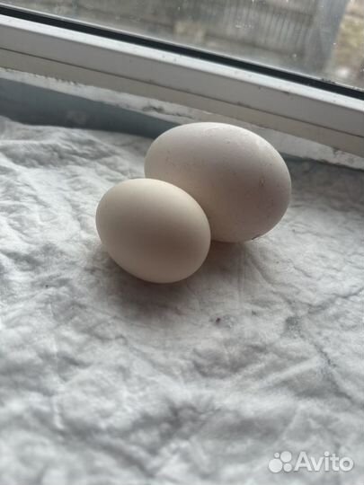 Домашние куриные/гусиные яйца