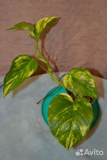 Эпипремнум Ауреум