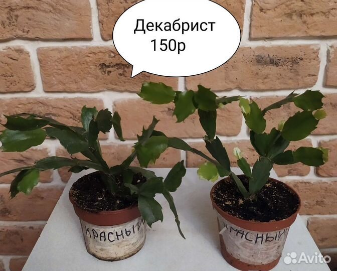 Комнатные цветы