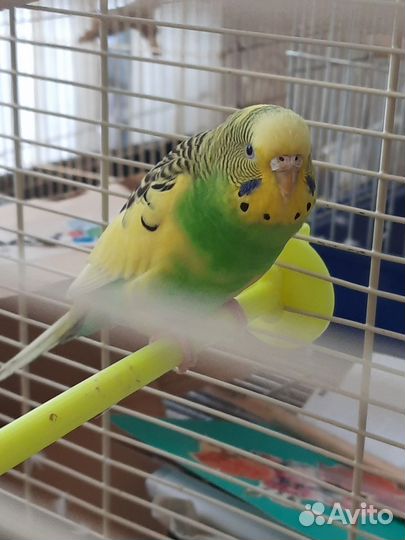 Волнистый попугай с клеткой