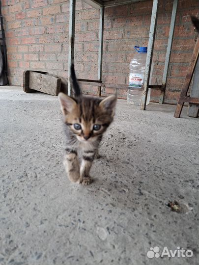 Кошки бесплатно