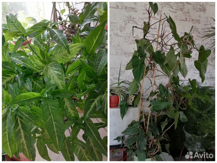 Крупногабаритные комнатные растения