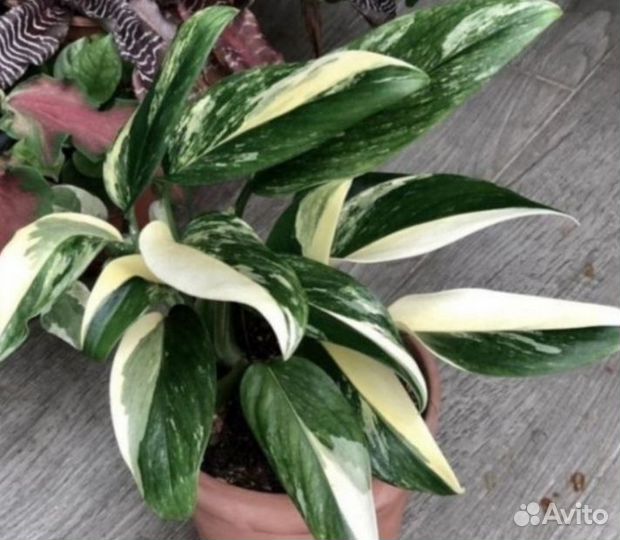 Филодендроны