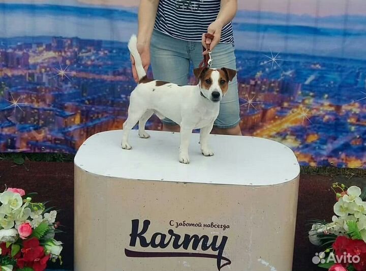 Щенки джек рассел терьер