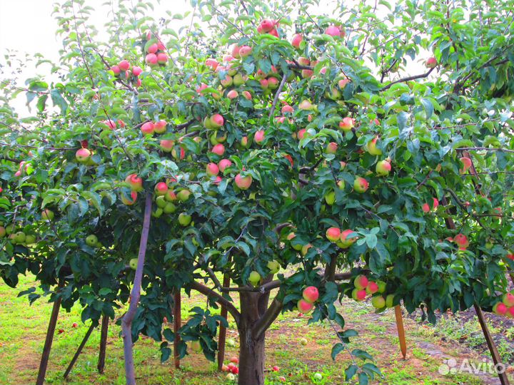 Яблоки из своего сада