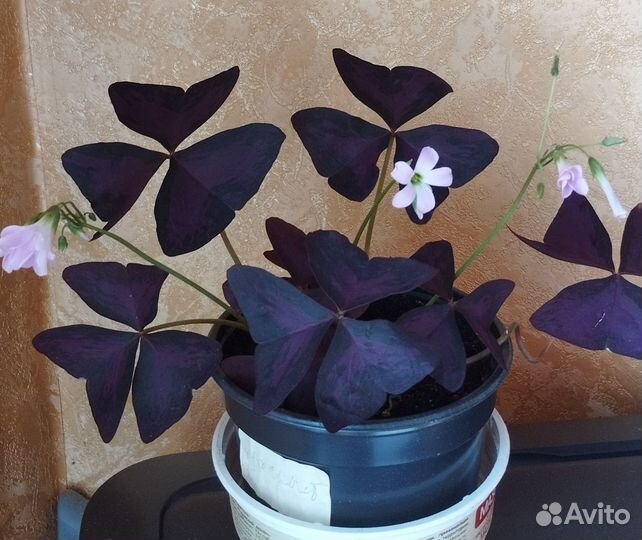 Цветы. Растения