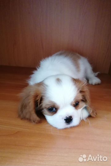 Мальчик с пальчик