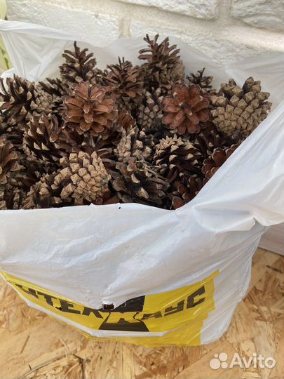 Шишки сосновые