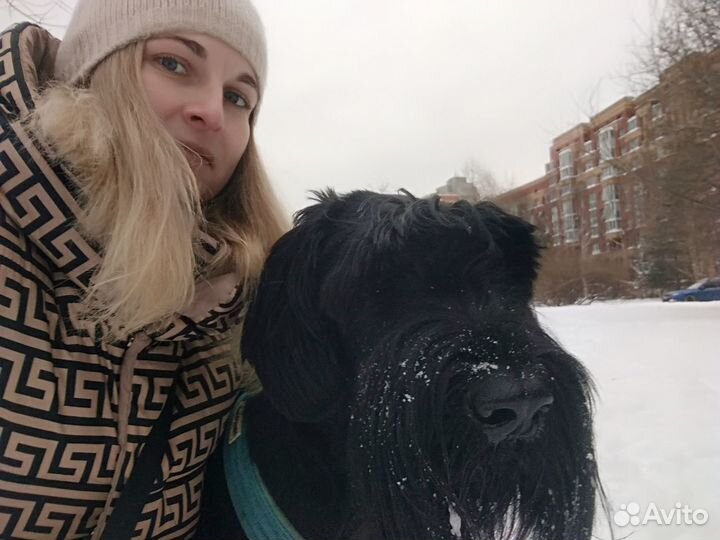 Выгул собак/зооняня/грумер