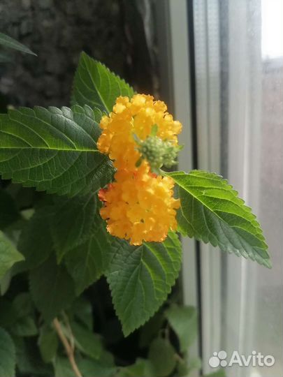 Лантана с бутонами