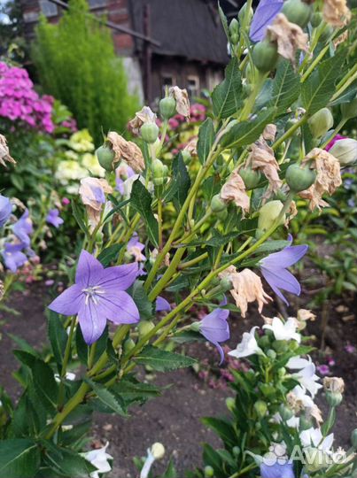 Платикадон