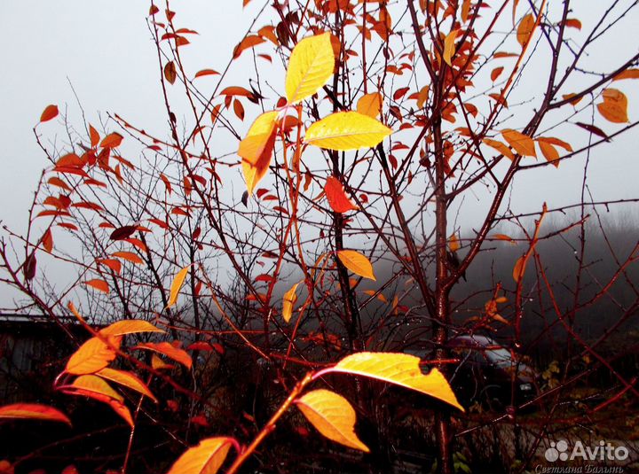 Цифровая мыльница Nikon Coolpix L31 (2015)