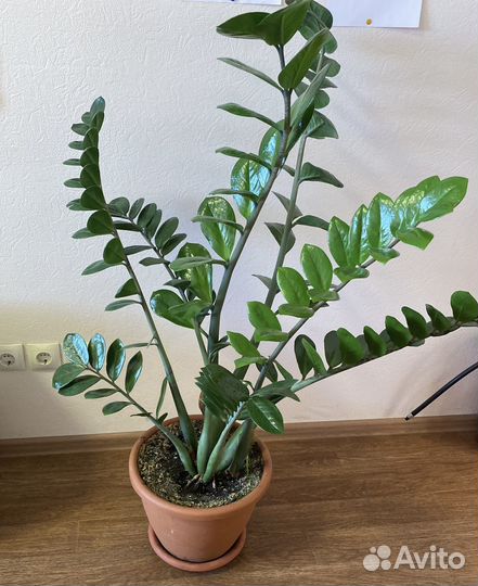 Замиокулькас