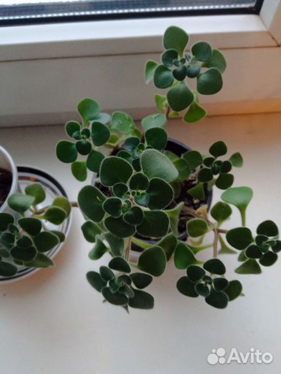 Аихризон (Дерево любви)