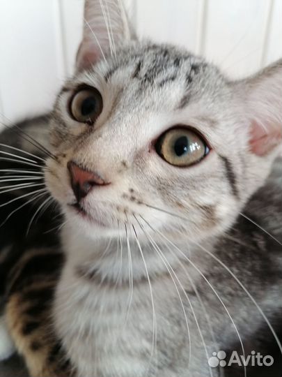 Кошки бесплатно