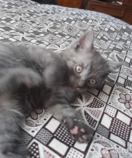 Котенок от шотландской кошки