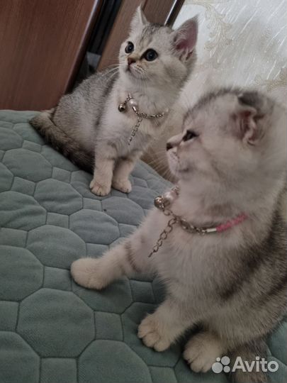 Шотландские котята