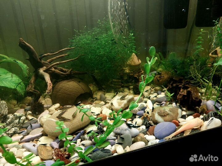 Анцитрусы. Криветки блю дрим