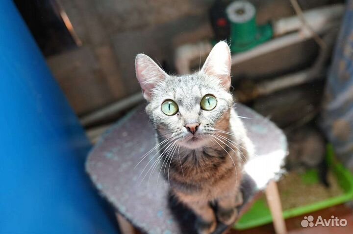 Кошка в дар