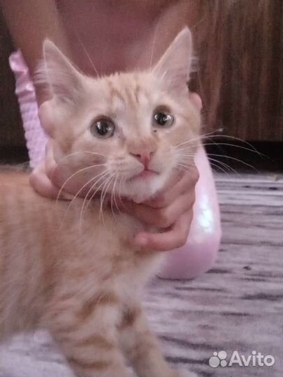 Котенок в добрые руки