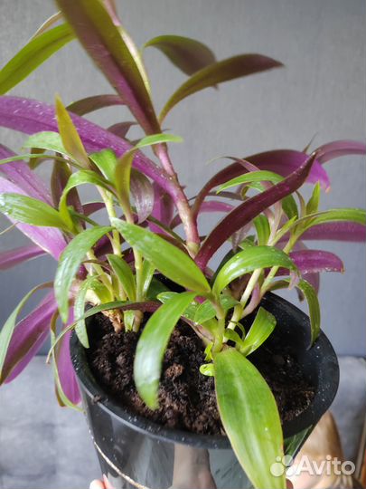 Комнатное растение Рео