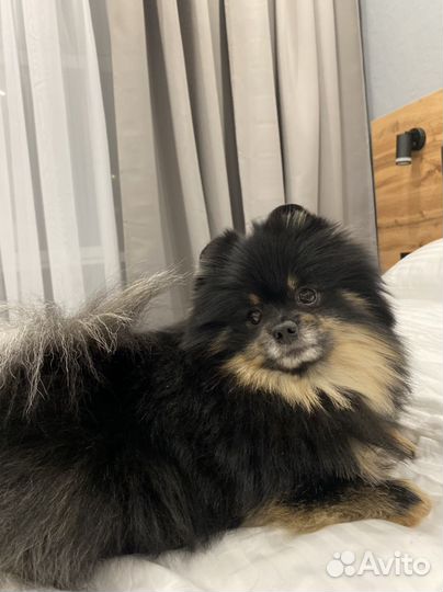 Померанский шпиц вязка