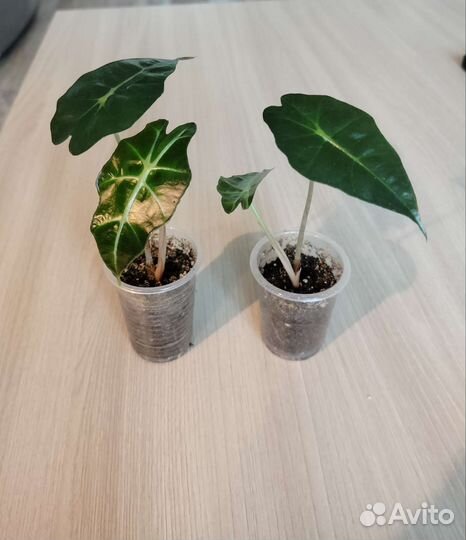 Алоказия Полли