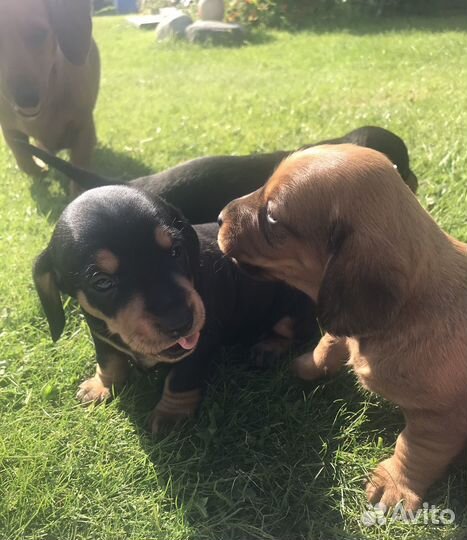 Щенок таксы