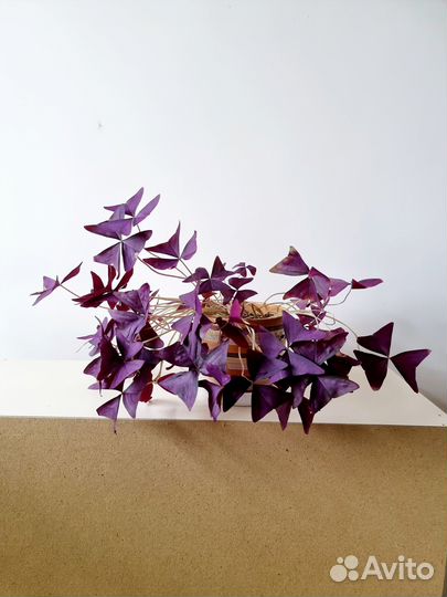 Кислица оксалис батерфляй