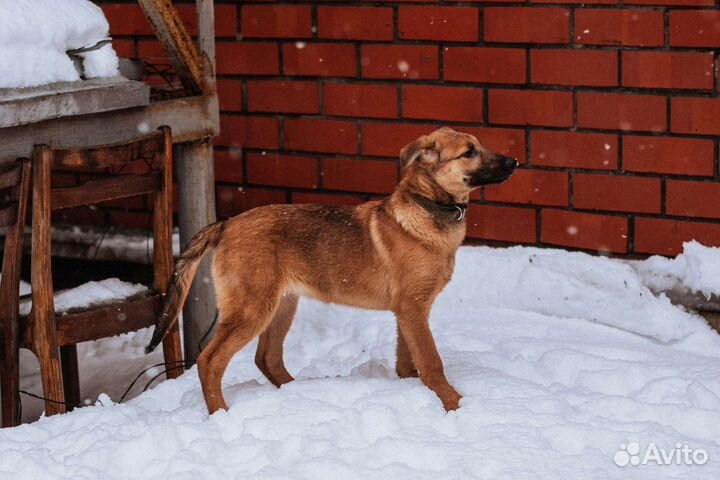 Щенок в добрые руки