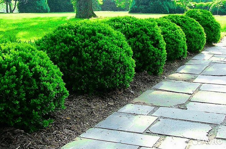 Туи премиум