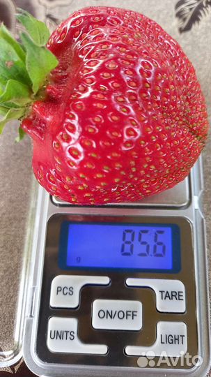 Рассада клубники