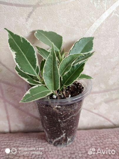 Фикус Бенджамина Нина