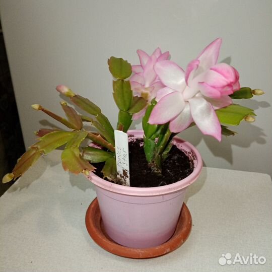 Шлюмбергера Eprics Star