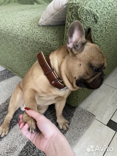 Французский бульдог кобель вязка