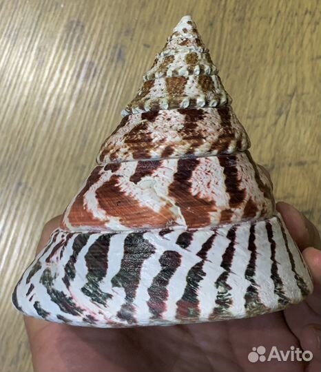 Морские ракушки раковины