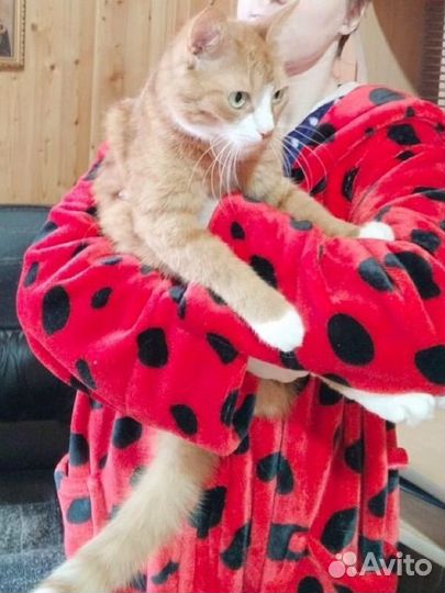 Котик в беде