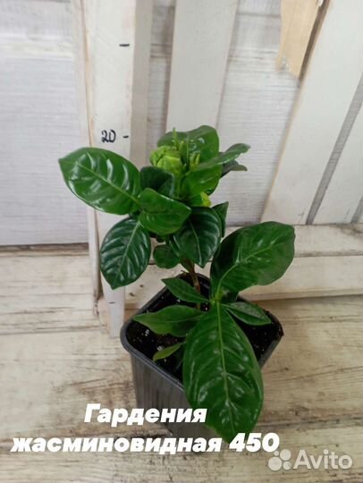 Комнатные цветы растение гардения жасминовидная