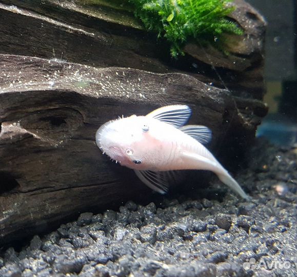 Снежок L144 Снежно Белый Анциструс сомик прилипала