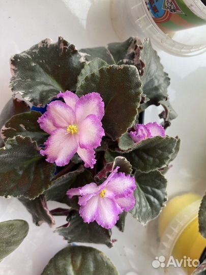 Комнатные цветы фиалки