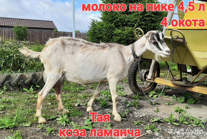 Козы ламанча дойные