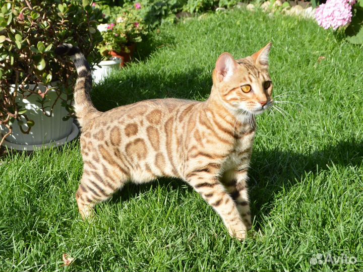 Эффектная девочка для выставок и плем. работы