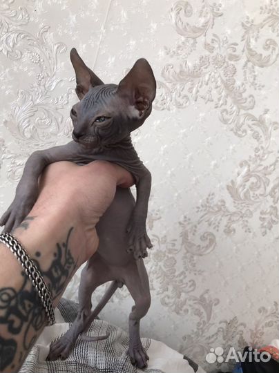 Канадский сфинкс котенок