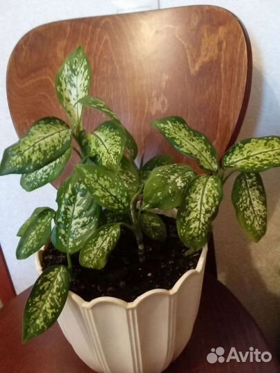 Цветы. Диффенбахия